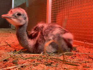 Poprvé ve v plzeňské zoo vylíhlo mládě nandu Darwinova, společnost mu dělá české kuře