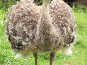 Poprvé ve v plzeňské zoo vylíhlo mládě nandu Darwinova, společnost mu dělá české kuře
