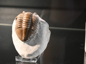 Nová výstava ukazuje, jak vypadal život na území Česka před 440 miliony let