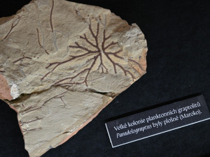 Nová výstava ukazuje, jak vypadal život na území Česka před 440 miliony let