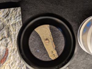 Nová výstava ukazuje, jak vypadal život na území Česka před 440 miliony let