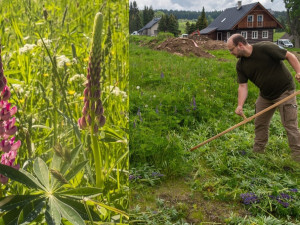 Invazivní lupina zamořuje Šumavu. Do její likvidace se musí zapojit obce i vlastníci pozemků