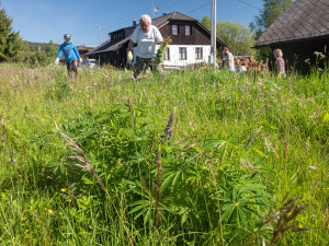 Invazivní lupina zamořuje Šumavu. Do její likvidace se musí zapojit obce i vlastníci pozemků