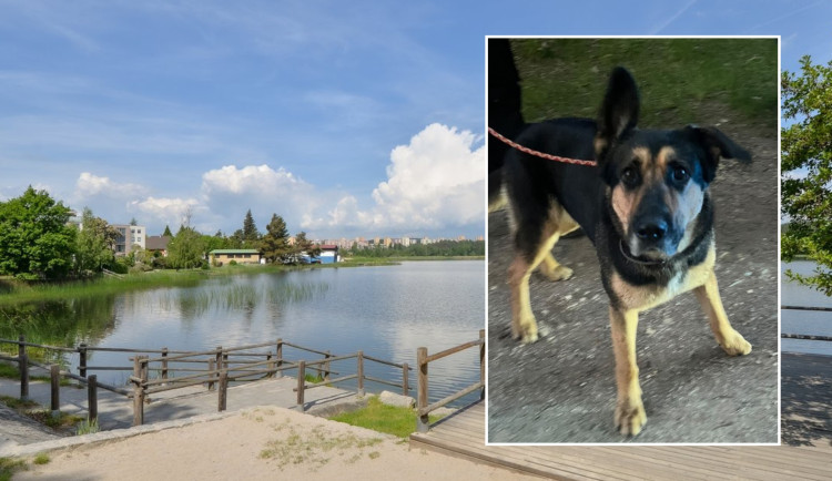 Muž se šel vykoupat do rybníka a zmizel, zůstala po něm jen fenka a prázdná osuška