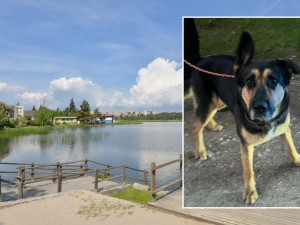 Muž se šel vykoupat do rybníka a zmizel, zůstala po něm jen fenka a prázdná osuška