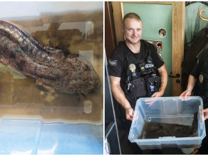 Kdosi odložil před zoo krabici s kriticky ohroženým velemlokem, má tři čtvrtě metru