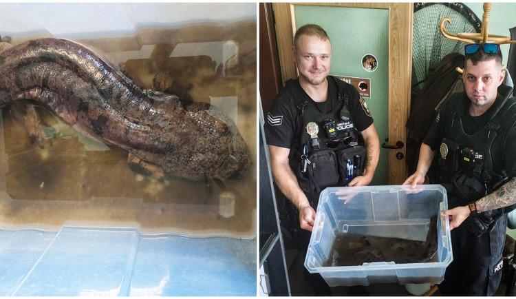 Kdosi odložil před zoo krabici s kritiky ohroženým velemlokem, měřil 75 centimetrů