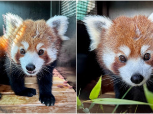 Do zoo přicestoval nový samec roztomilé pandy červené, slavný útěkář Nepál uhynul