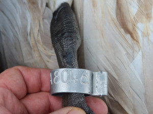 Do pátrání po 150 zmizelých labutí z Prahy se může zapojit veřejnost z celého Česka. Lidé mohou odečítat kroužky