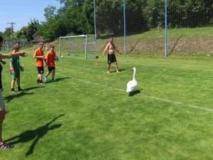 Zmatená labuť přistála během tréninku uprostřed fotbalového hřiště. Chytili ji v bráně