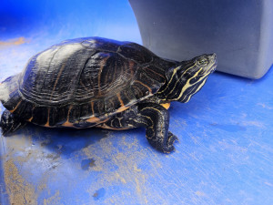 Rybář vytáhl na prutu z přehrady pořádně vzteklou želvu nádhernou o délce 35 cm