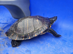 Rybář vytáhl na prutu z přehrady pořádně vzteklou želvu nádhernou o délce 35 cm