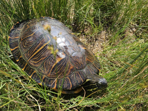 Rybář vytáhl na prutu z přehrady pořádně vzteklou želvu nádhernou o délce 35 cm