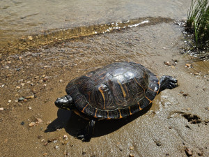 Rybář vytáhl na prutu z přehrady pořádně vzteklou želvu nádhernou o délce 35 cm