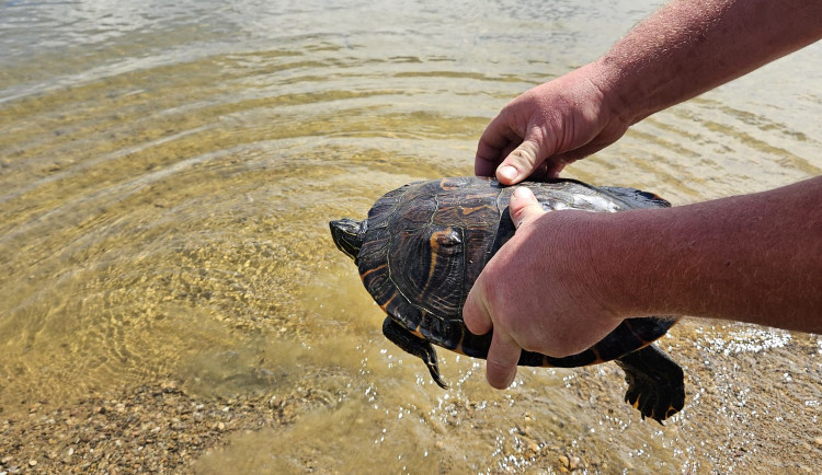 Rybář vytáhl na prutu z přehrady pořádně vzteklou želvu nádhernou o délce 35 cm