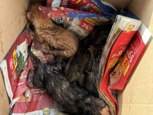 Policie dopadla muže, který vyhodil koťata do kontejneru na sklo. Všechna uhynula