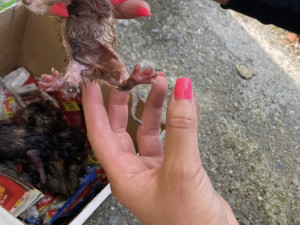 Policie dopadla muže, který vyhodil koťata do kontejneru na sklo. Všechna uhynula