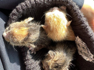 Policie dopadla muže, který vyhodil koťata do kontejneru na sklo. Všechna uhynula