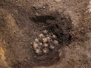 Mláďat želv obrovských v Plzni nakonec nedočkali, všechny snůšky vajec byly neoplodněné