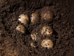 Mláďat želv obrovských v Plzni nakonec nedočkali, všechny snůšky vajec byly neoplodněné