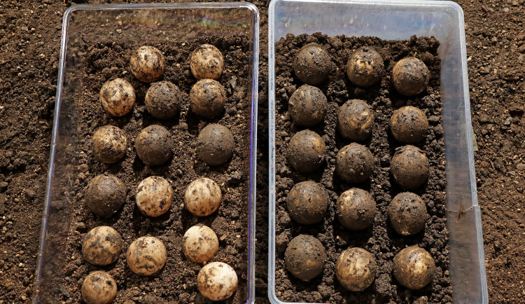 Mláďat želv obrovských v Plzni nakonec nedočkali, všechny snůšky vajec byly neoplodněné