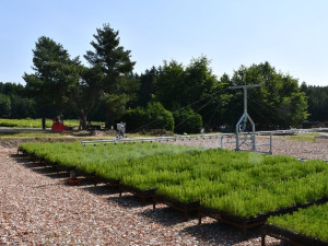 V lesní školce využívají speciální systém závlahy, stromy jsou pak odolnější