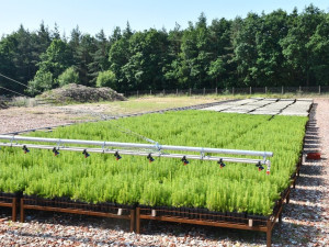 V lesní školce využívají speciální systém závlahy, stromy jsou pak odolnější