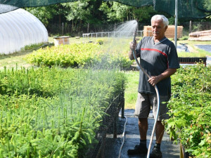 V lesní školce využívají speciální systém závlahy, stromy jsou pak odolnější