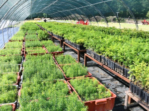 V lesní školce využívají speciální systém závlahy, stromy jsou pak odolnější