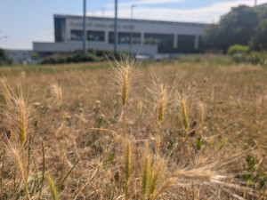 Trávníky ve města zaplavuje ječmen myší, psům může způsobit vážné problémy