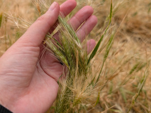 Trávníky ve města zaplavuje ječmen myší, psům může způsobit vážné problémy