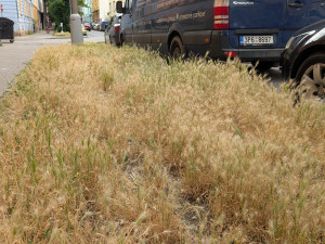 Trávníky ve města zaplavuje ječmen myší, psům může způsobit vážné problémy