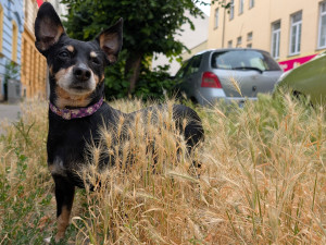 Trávníky ve městě zaplavuje ječmen myší, psům může způsobit vážné problémy