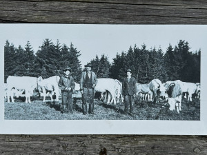 Vypravte se na obří vysokohorskou pastvinu těsně za česko-německou hranici v Bavorském lese