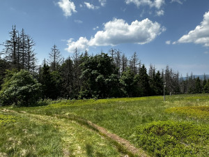 Vypravte se na obří vysokohorskou pastvinu těsně za česko-německou hranici v Bavorském lese