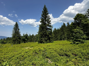 Vypravte se na obří vysokohorskou pastvinu těsně za česko-německou hranici v Bavorském lese