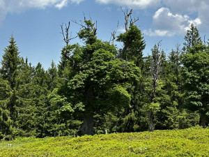 Vypravte se na obří vysokohorskou pastvinu těsně za česko-německou hranici v Bavorském lese
