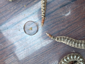 Zoo Plzeň má poprvé mláďata unikátních chřestýšů, chová je jako jediná mimo USA