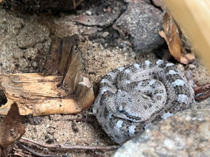 Zoo Plzeň má poprvé mláďata unikátních chřestýšů, chová je jako jediná mimo USA