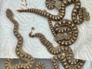Zoo Plzeň má poprvé mláďata unikátních chřestýšů, chová je jako jediná mimo USA