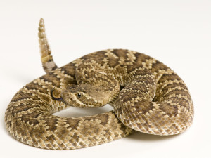 Zoo Plzeň má poprvé mláďata unikátních chřestýšů, chová je jako jediná mimo USA