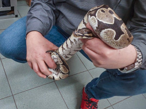 Kolem krku nosil krajtu a její hlavu si strkal i do pusy, muž skončil ve vazbě