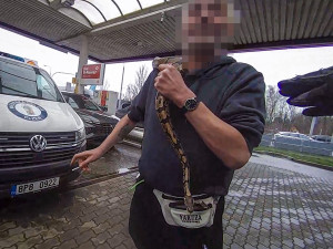 Kolem krku nosil krajtu a její hlavu si strkal i do pusy, muž skončil ve vazbě