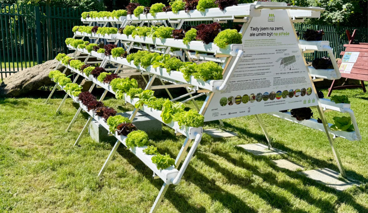 Saláty a bylinky si Zoo Liberec nově pěstuje bez půdy. Měsíčně jich bude až 500