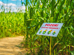 Unikátní bludiště v kukuřici má bezmála dva kilometry chodeb a ukrývá řadu hádanek