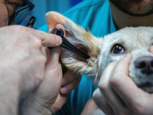 Noční veterinární pohotovost v Plzeňském kraji zatím nebude, nikdo neprojevil zájem