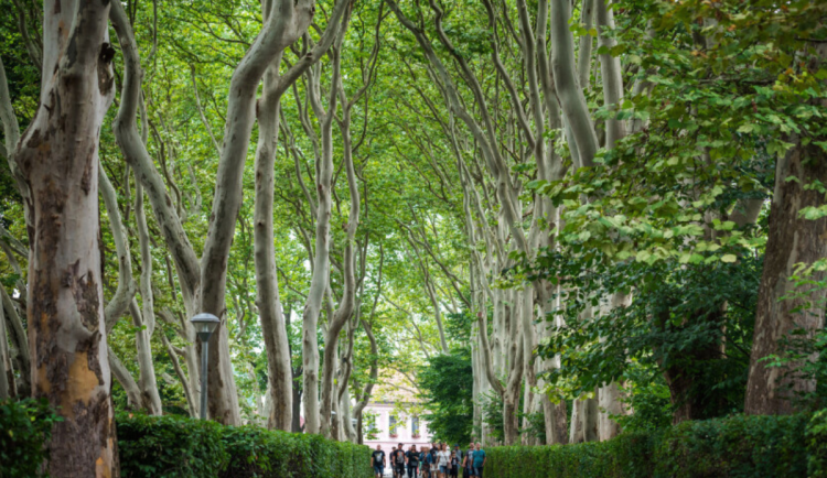 Začal patnáctý ročník soutěže Alej roku. Obhájí jižní Čechy loňskou výhru?