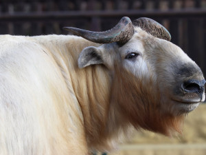 První plzeňské mládě tajemného takina čínského odcestovalo do nového domova