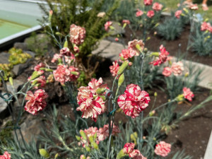 Klatovské karafiáty