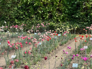 Klatovské karafiáty